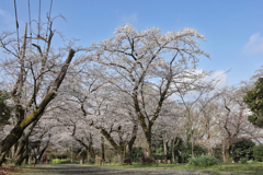 弘法山の春