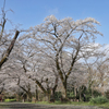 弘法山の春