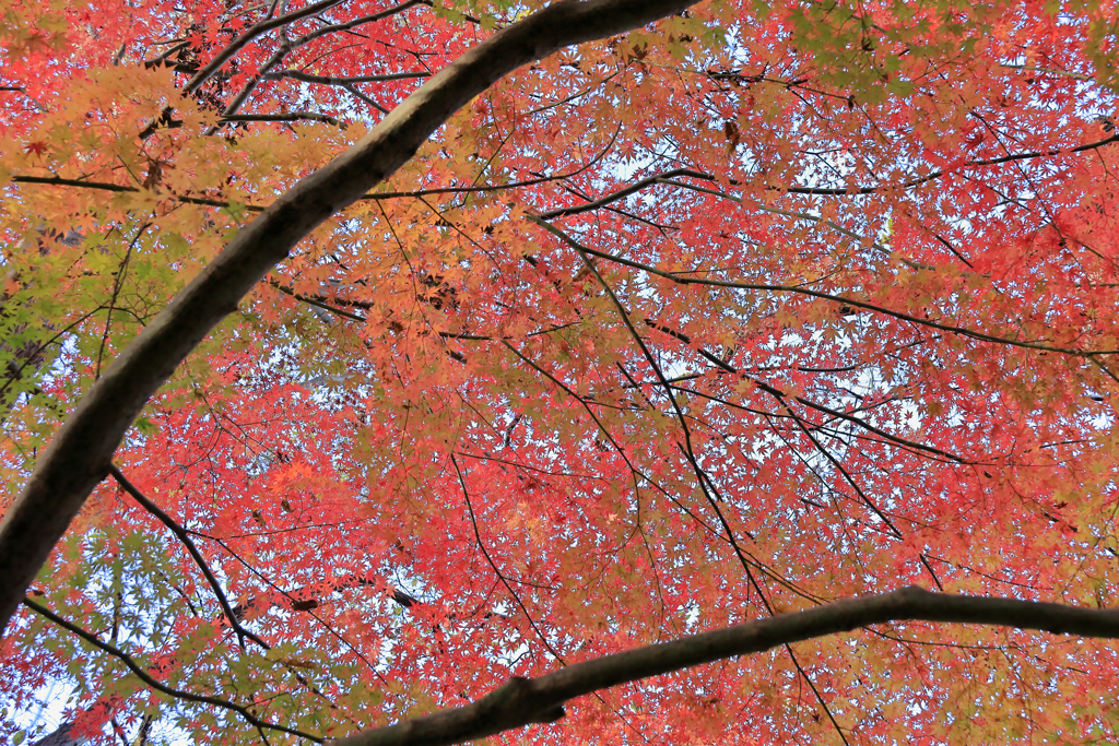見上げれば紅葉