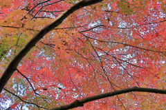 見上げれば紅葉