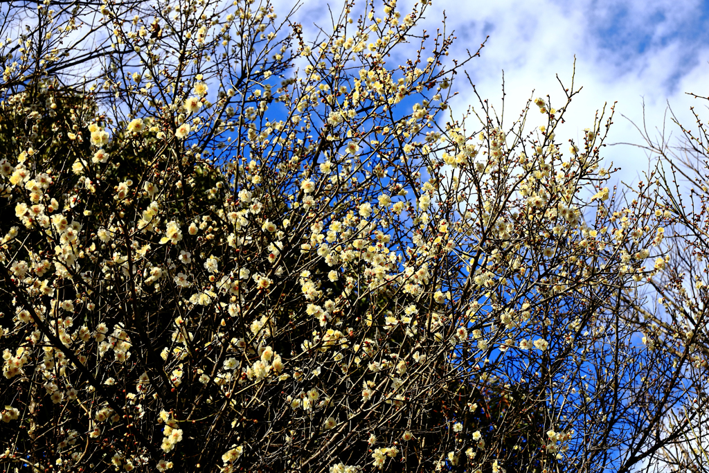 白梅と白雲