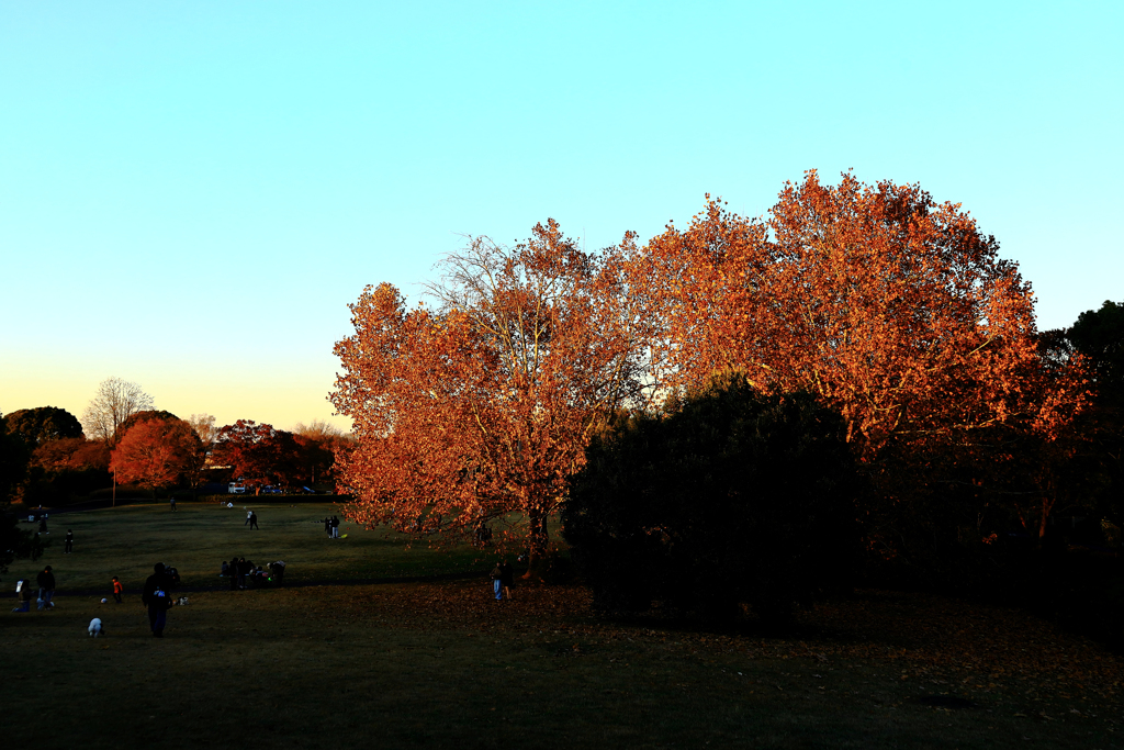 昭和記念公園の紅葉　広場の紅葉