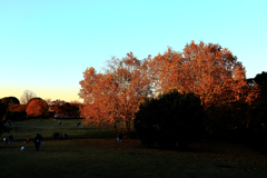 昭和記念公園の紅葉　広場の紅葉