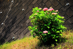 ピンクの紫陽花