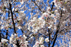 亀塚公園の桜