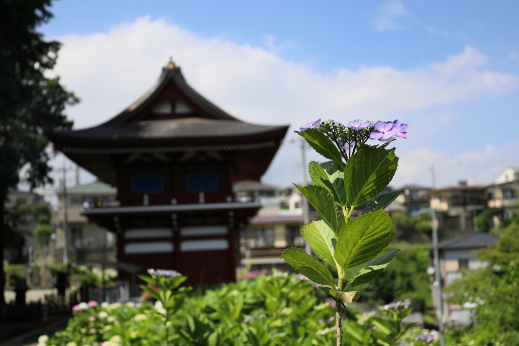 矢名薬師 東光寺