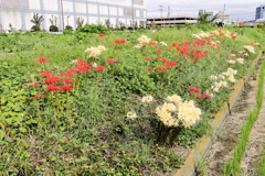 紅白の彼岸花
