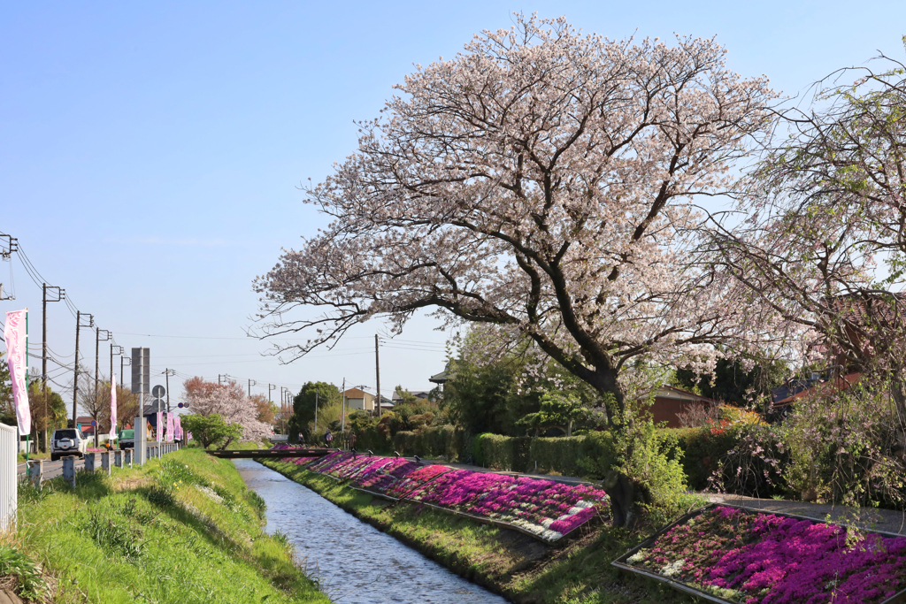 桜と芝桜（別景）