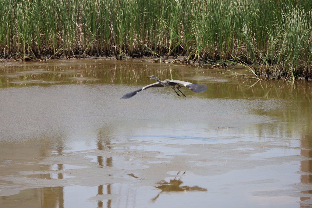 飛び立ったサギ