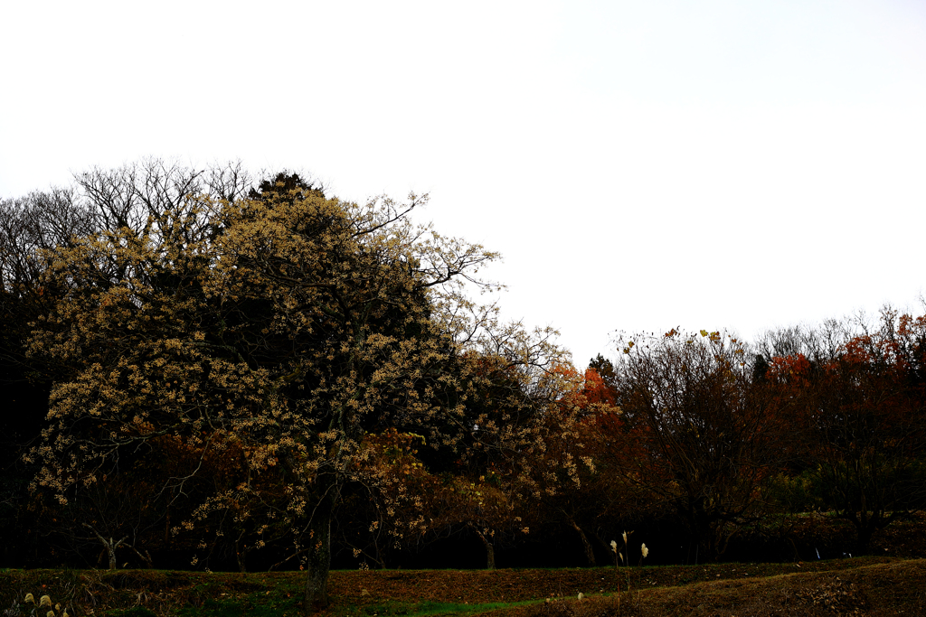 未だ名を知らぬ