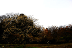 未だ名を知らぬ