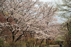 権現山の坂を下る
