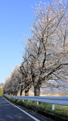 水無川沿いの桜