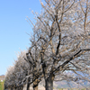 水無川沿いの桜