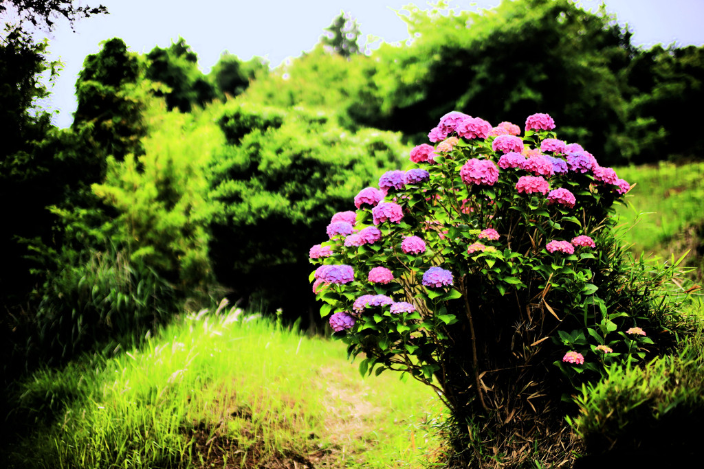 紫陽花
