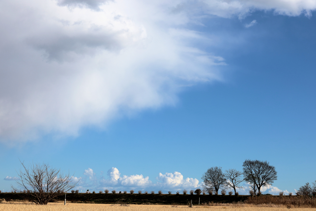 枯れ木と青い空