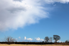 枯れ木と青い空