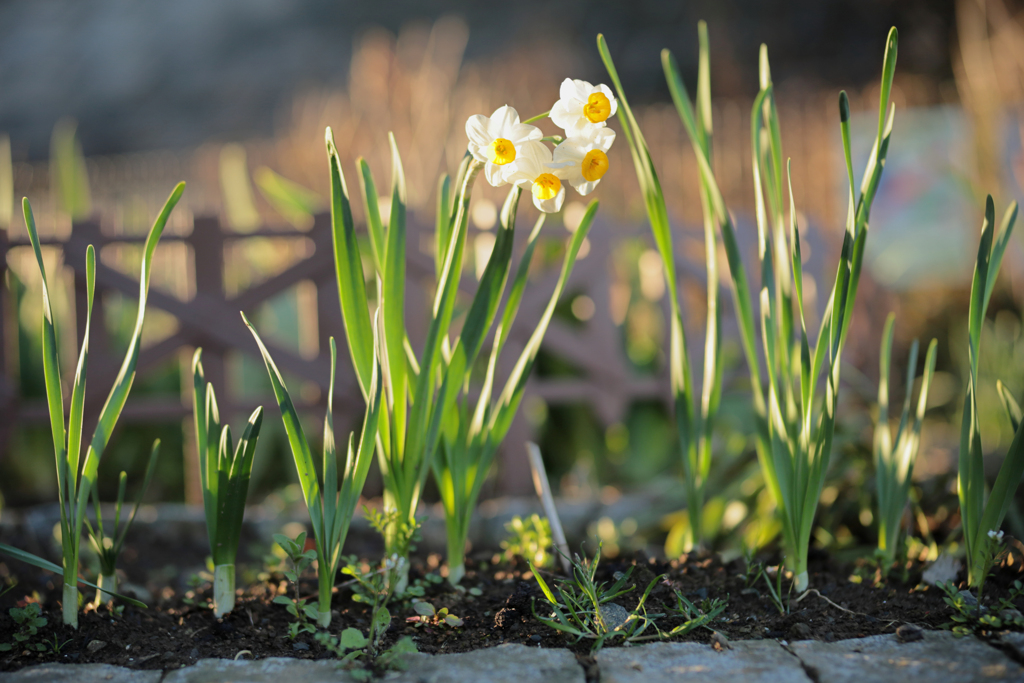 早咲きのスイセン