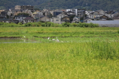 家族会議