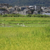 家族会議