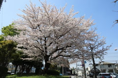 藤沢市　市民図書館南側交差点