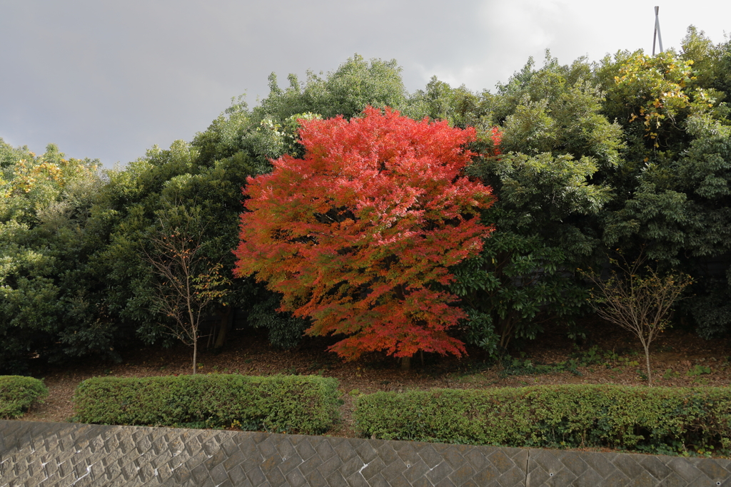 一本紅葉　真ん中