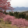 おおいゆめの里　河津桜　西側