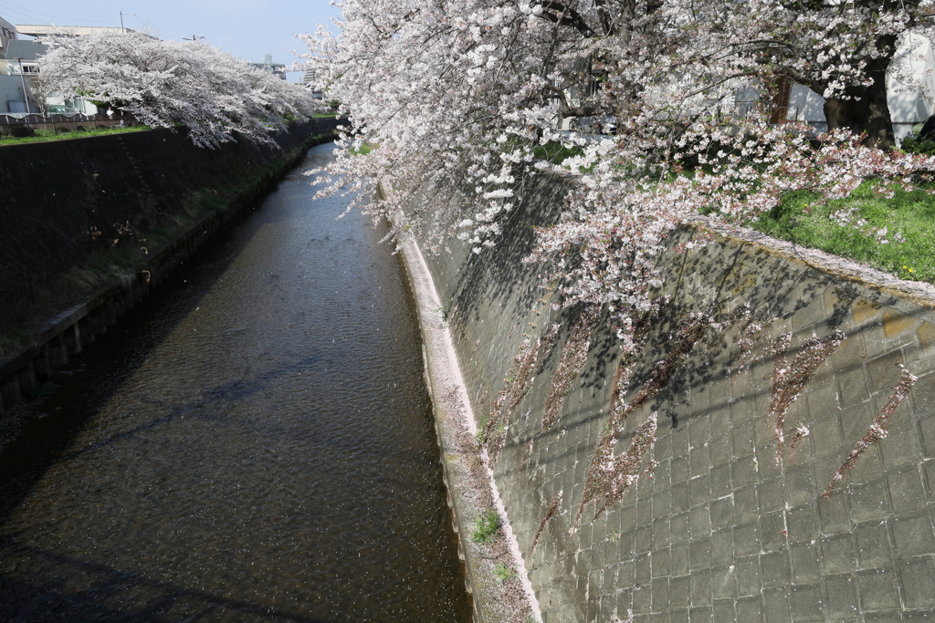 藤沢市　湘南台　引地川