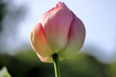 開花直前