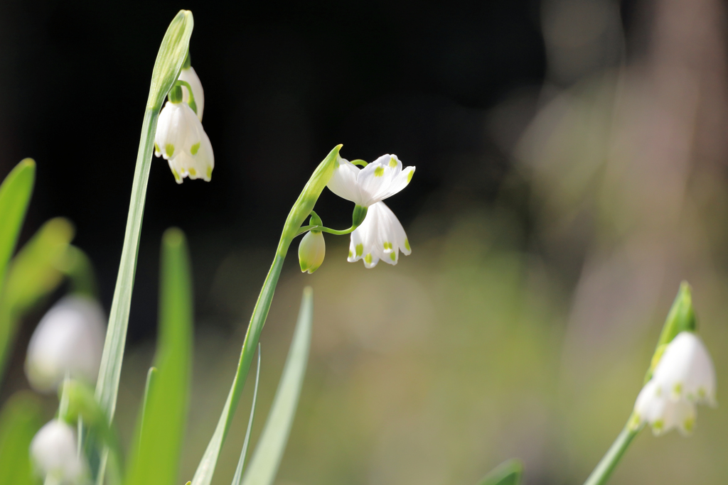 上向きのスノーフレーク