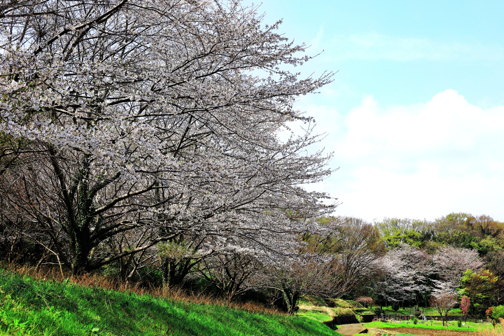 桜並木