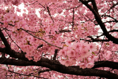 戸川公園の河津桜