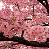 戸川公園の河津桜