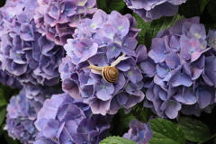 雨上がりの紫陽花　蝸牛