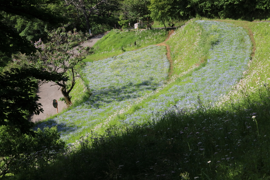 弘法山のネモフィラ畑