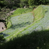 弘法山のネモフィラ畑