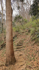 獣道に似た山道
