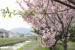 垂れている桜