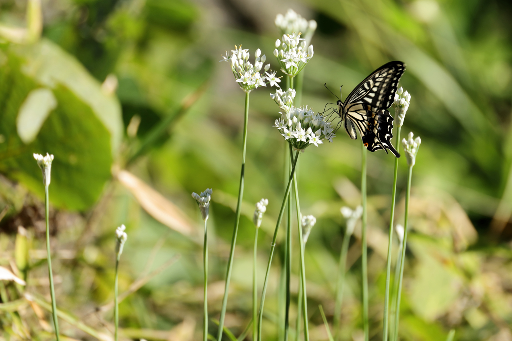 ニラの花にアゲハチョウ