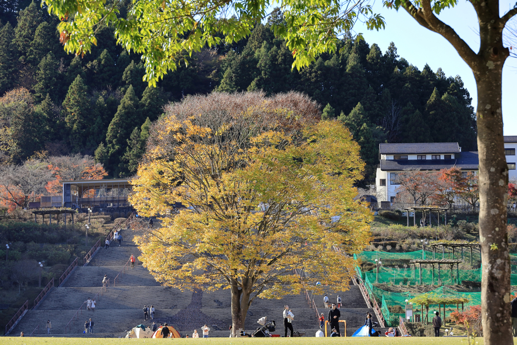 宮ヶ瀬湖畔園地　大きな木