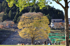 宮ヶ瀬湖畔園地　大きな木