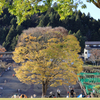 宮ヶ瀬湖畔園地　大きな木