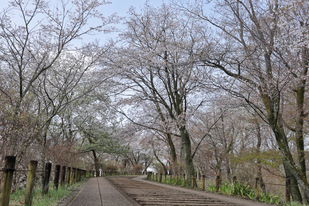 権現山の春