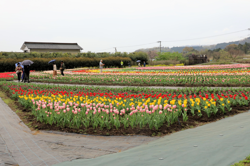 秦野戸川公園