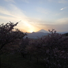 河津桜と夕陽