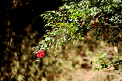 そよ風に揺れる山茶花
