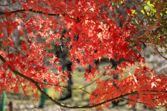 秋の宮ヶ瀬湖