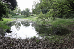 公園の隣の池