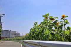 向日葵