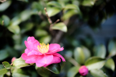 手のひらに山茶花